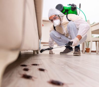 Pest Control Services 360