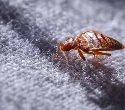 Bed Bug