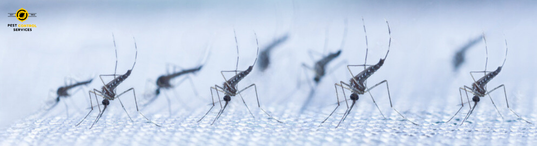 Mosquito Control Service