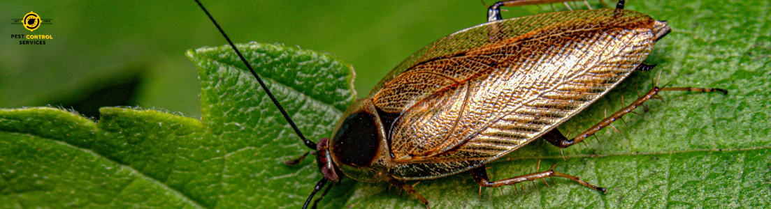 Cockroach Spray Services In Karachi