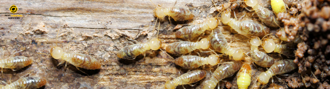 Termite Control