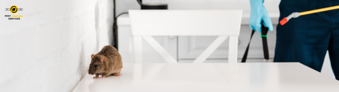 Rat Control Services