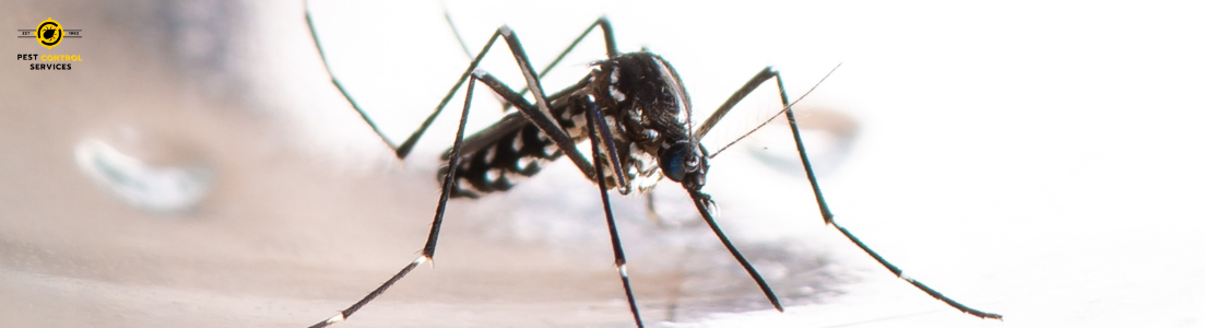 Mosquito Killer Spray