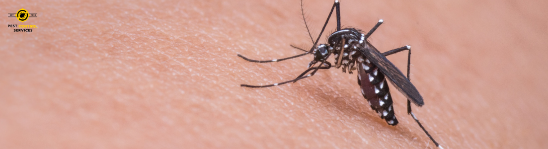 Mosquito Repellent Spray