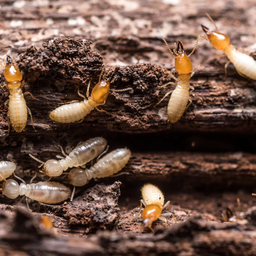 Termite Exterminator in Karachi