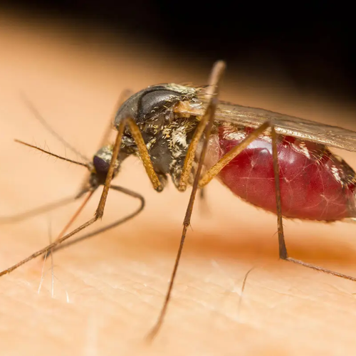 Mosquito Control Near Me