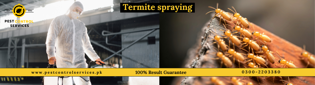Termite Spraying