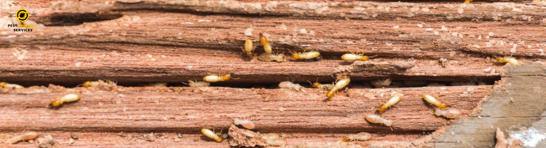 Termite Control Treatment