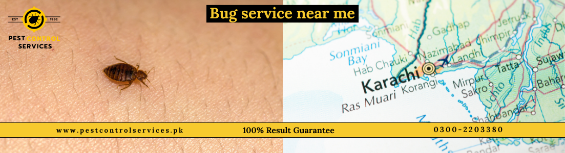 Bug Services Near Me