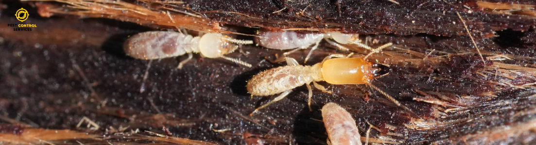 Termite Spray Treatment