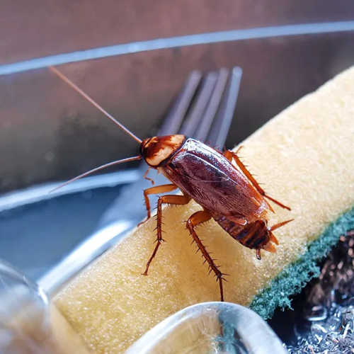 German Cockroach