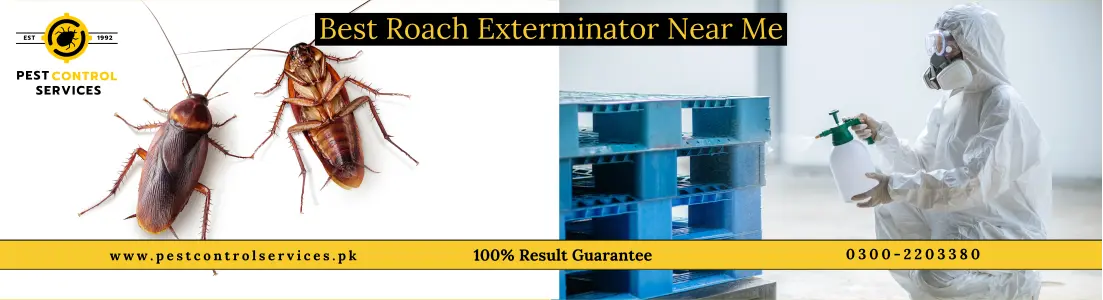 Roach Control Services: DIY vs Professional