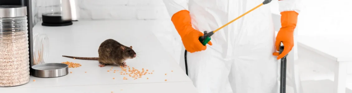 Mouse Exterminator Near Me In Karachi: Professional vs DIY