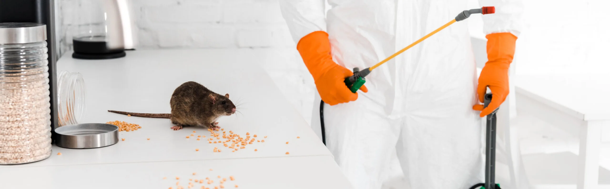 Mouse Exterminator Near Me In Karachi: Professional vs DIY