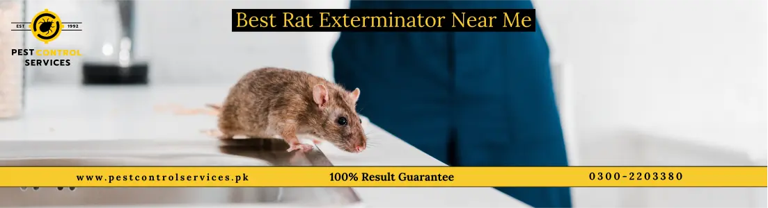 Rat Control Services for Homes and Offices in Karachi