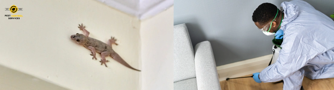 Karachi Pest Control Services