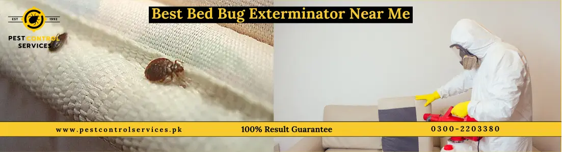 bed bug fumigation
