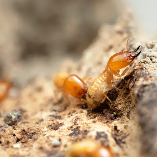 termite treatment in karachi