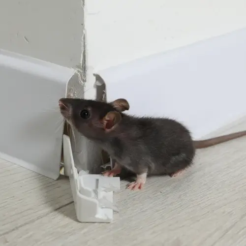 Mouse Exterminator Near Me In Karachi: Professional vs DIY