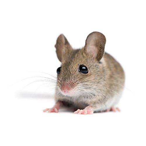 Rat Control Services for Homes and Offices in Karachi