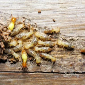 termite control
