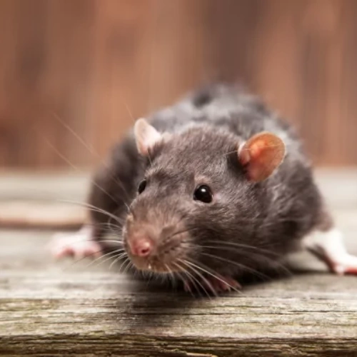 Rat Control Services for Kitchens and Stores