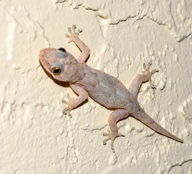 Pest Control in Karachi