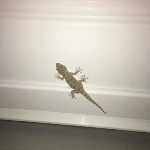 Karachi Pest Control Services