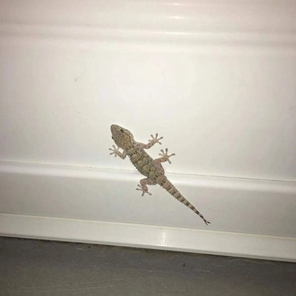 Karachi Pest Control Services