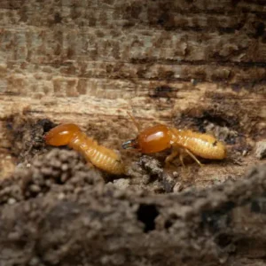 Termite Risks in Karachi