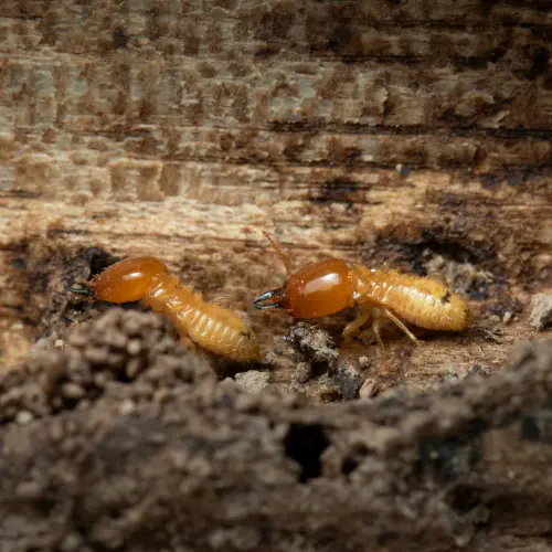 Termite Risks in Karachi