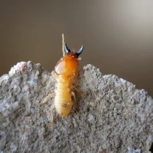 termite infestations
