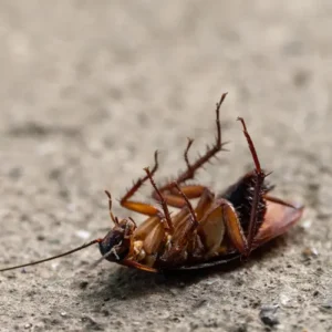 Cockroach Pest Control