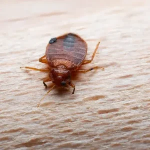 Bed Bug Treatment Services