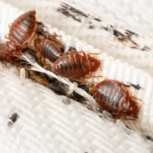 bed bug fumigation