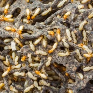 Anti Termite Treatment
