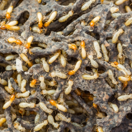 Anti Termite Treatment