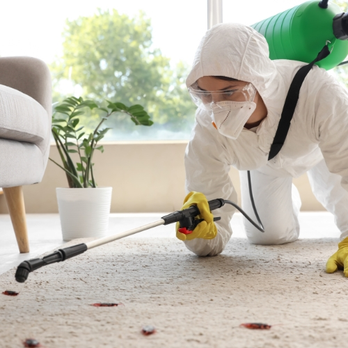 Residential Pest Control Services In Karachi