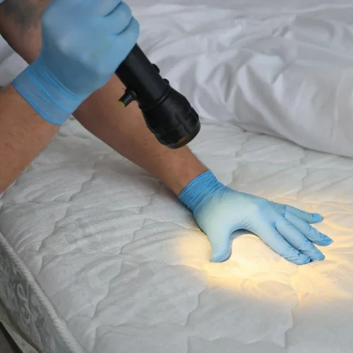 bed bug pest control services