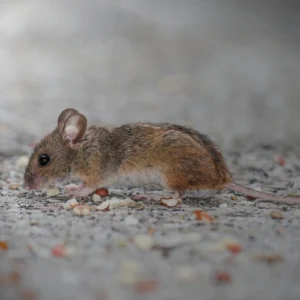 rodent control